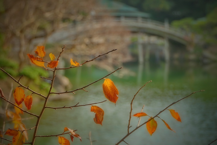 栗林公園紅葉情報 : http...