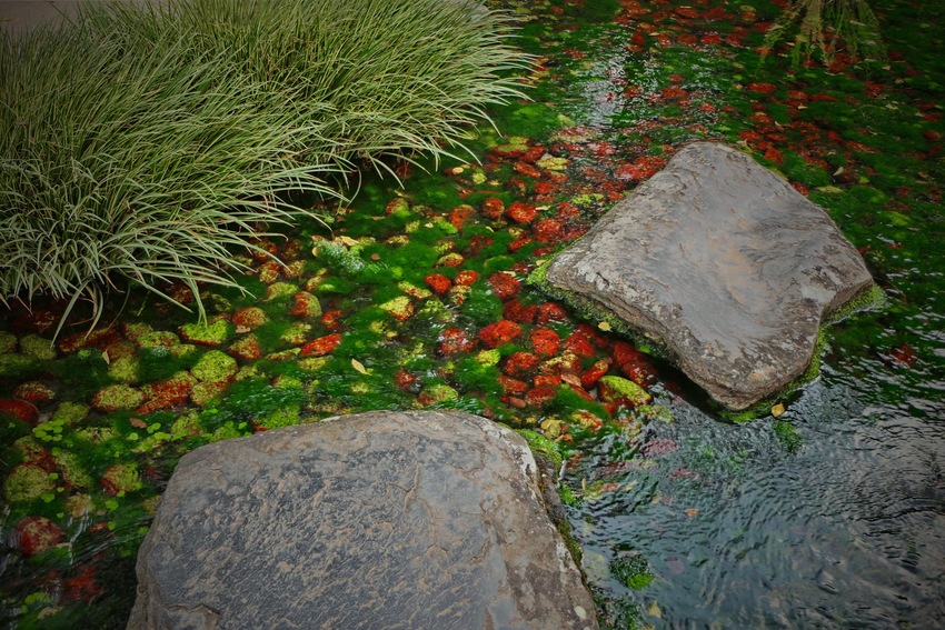 栗林公園の秋