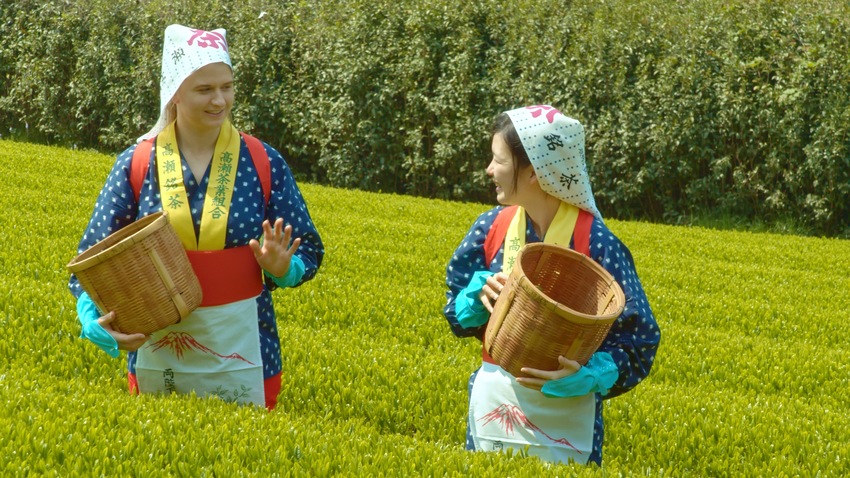 高瀬茶 茶摘み
