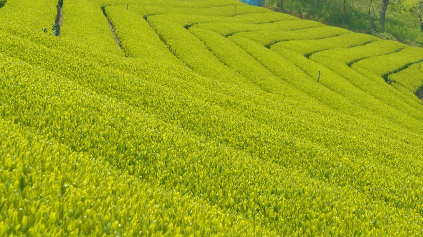 高瀬茶 茶摘み