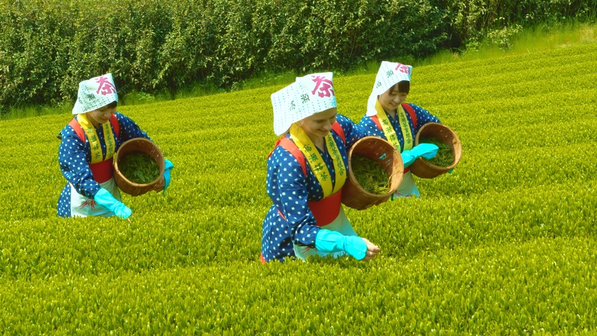 高瀬茶 茶摘み