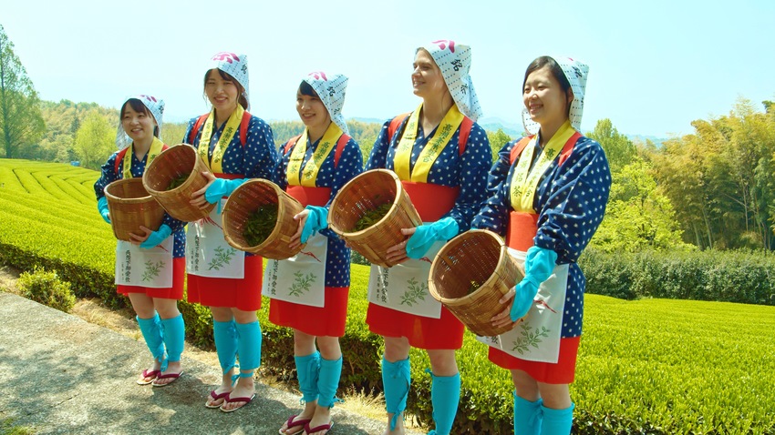 高瀬茶 茶摘み