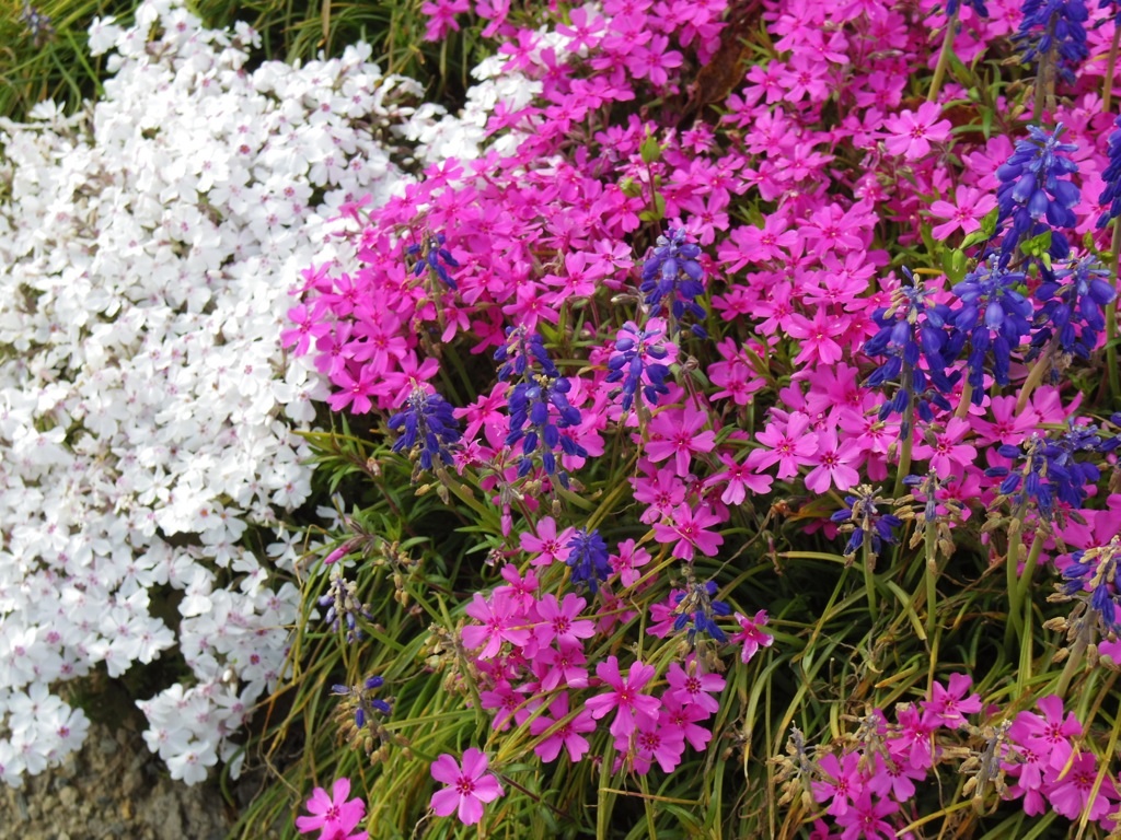 広棚 花の里・芝桜が満開 その1.. 解体心象 Bloguru