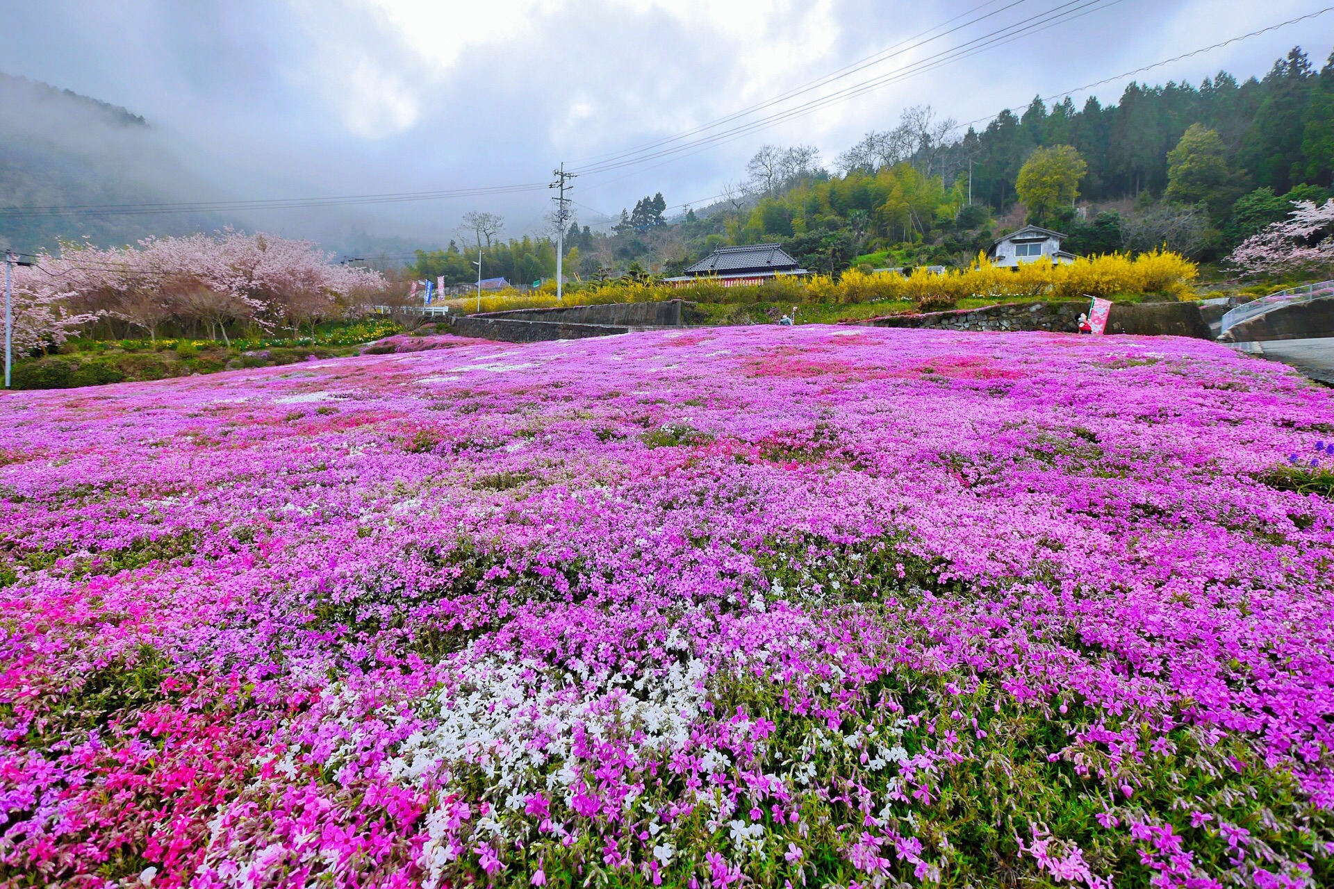 美馬市脇町 広棚の花の里 解体心象 Bloguru