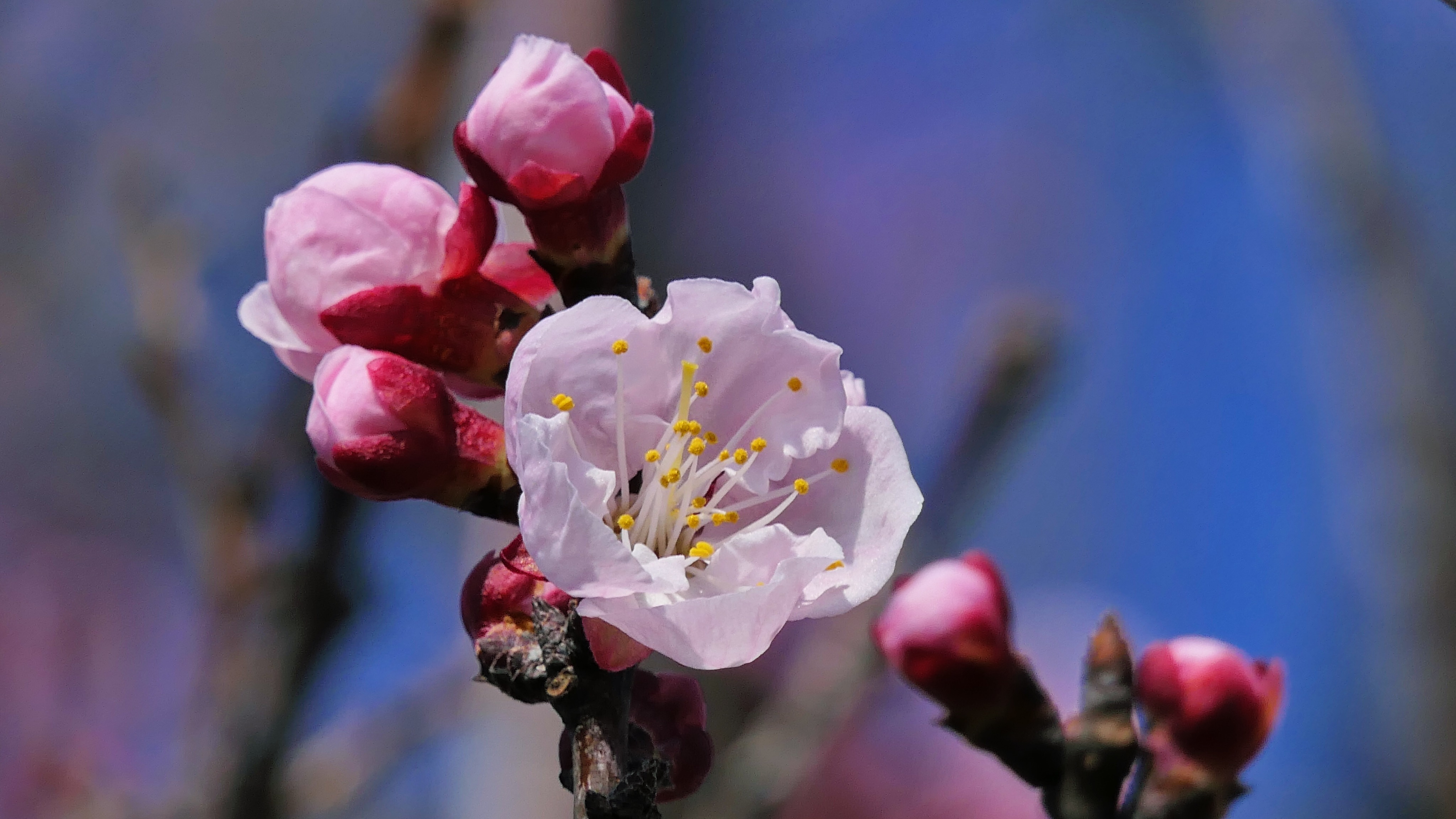 杏の花が咲き始めました 解体心象 Bloguru 杏の花が咲き始めました 解体心象 Bloguru