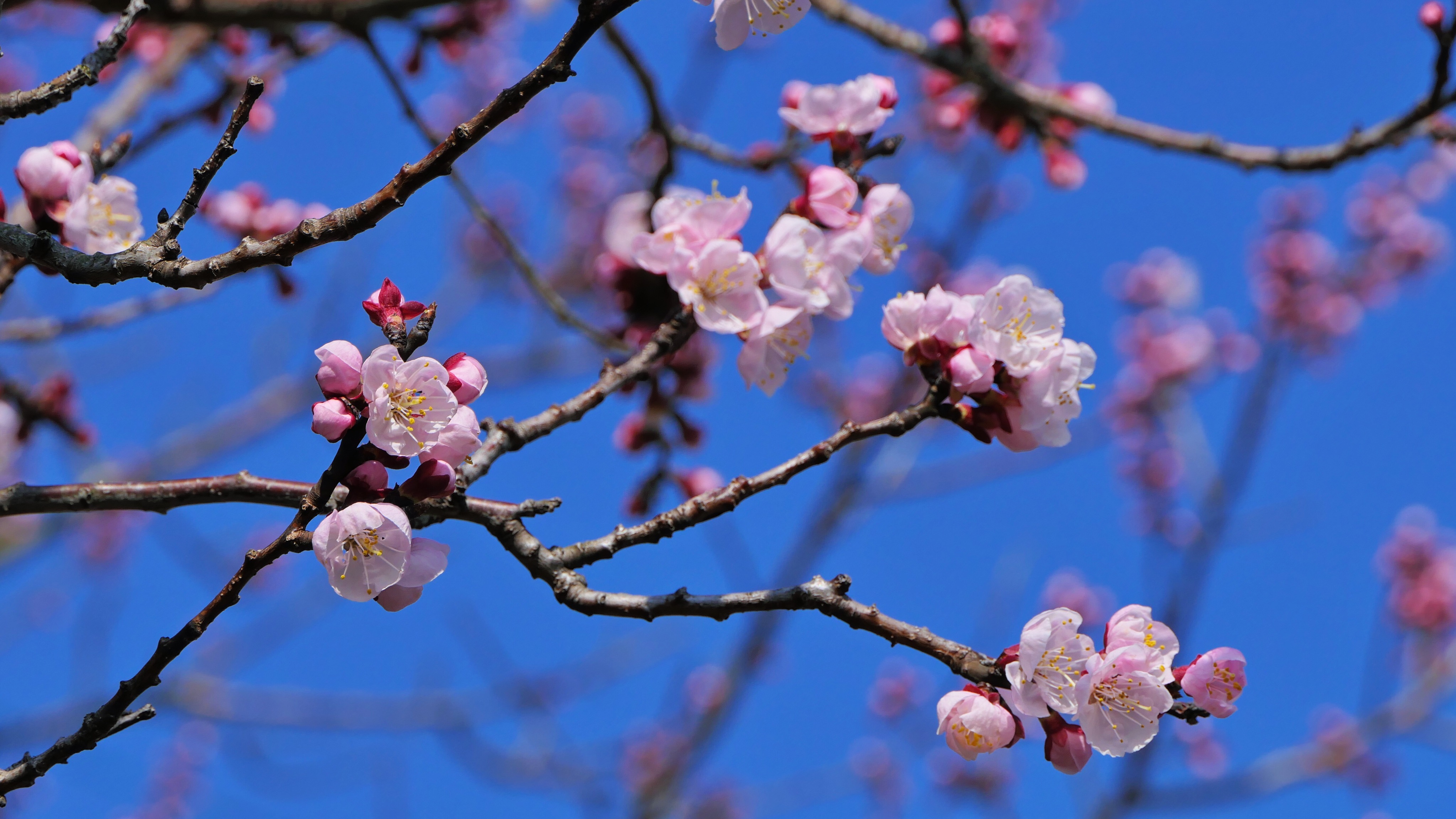 杏の花が咲き始めました 解体心象 Bloguru
