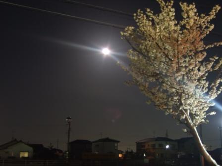 夜桜とスペースシャトル