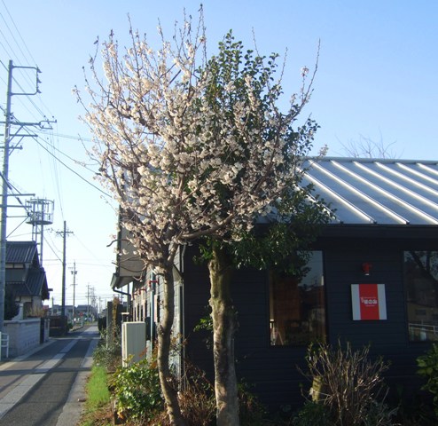いよいよ桜！