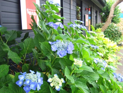 名古屋もそろそろ入梅です