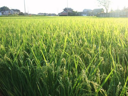 暑い夏をようやく乗り切った稲穂...
