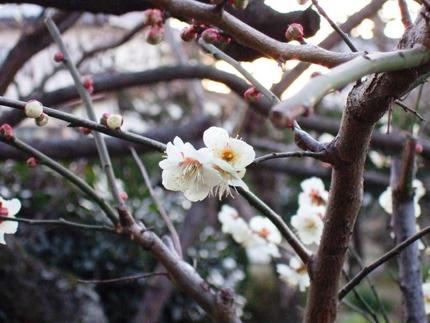 梅は〜♪咲いたかあ〜一人花見？