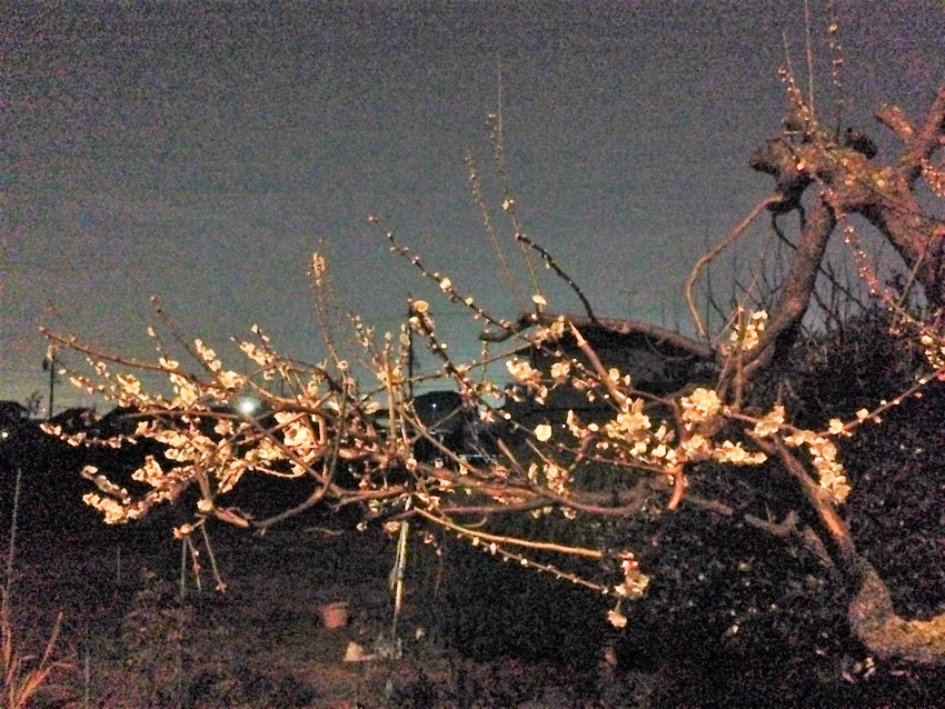 作業灯に照らされてなんとも風情...