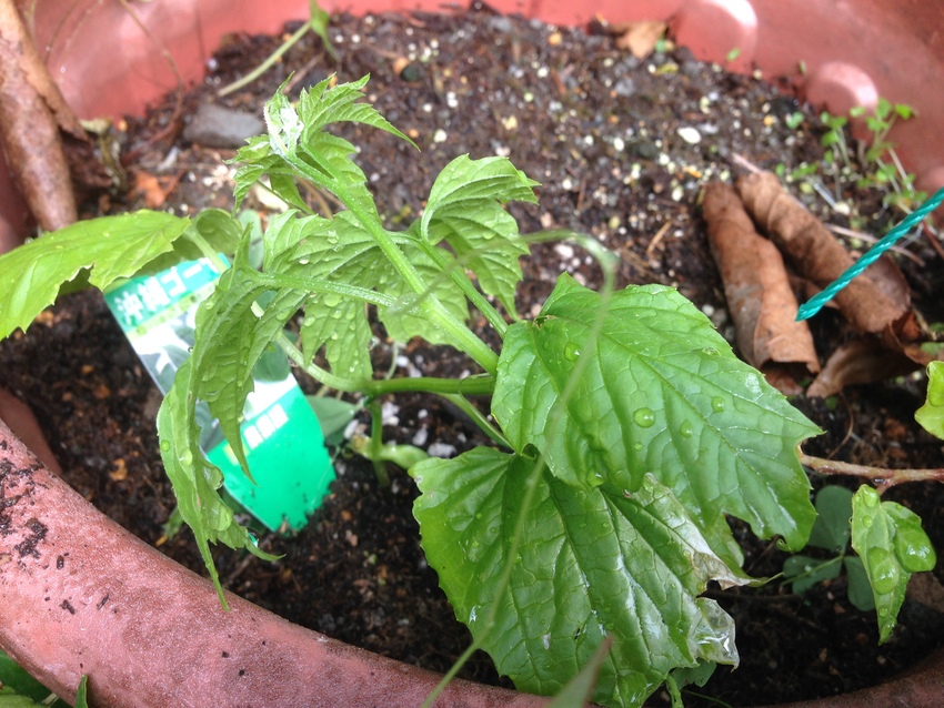 どうしても鉢植えは弱いよね 伸...
