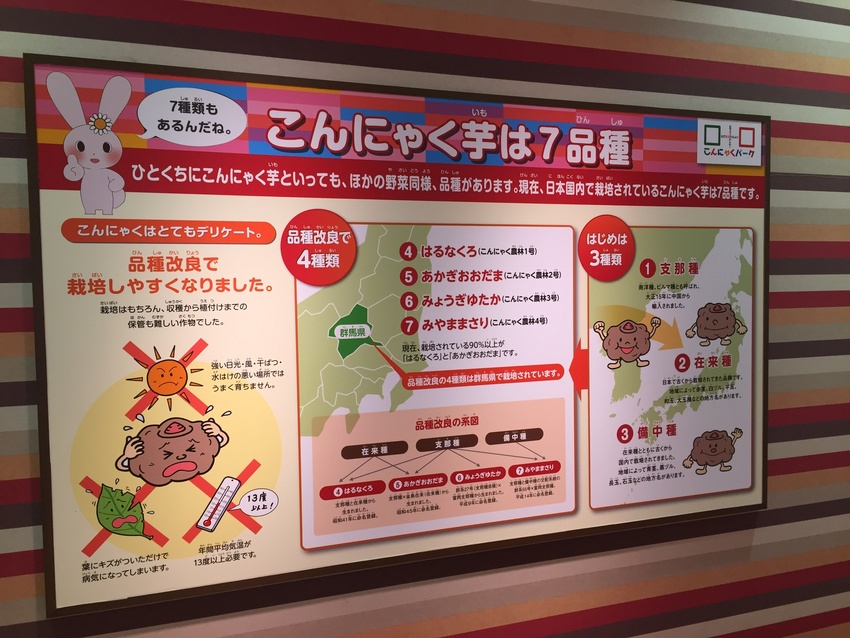 こんにゃくって何だ？みたいな ...