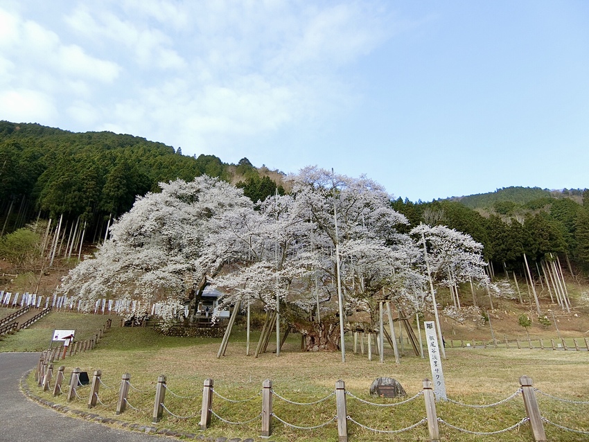 もう言うまでもなく圧巻な淡墨桜...