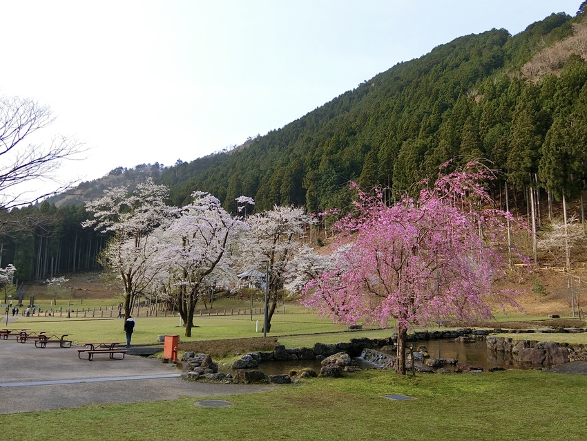 淡墨桜以外の樹々や緑も整備され...