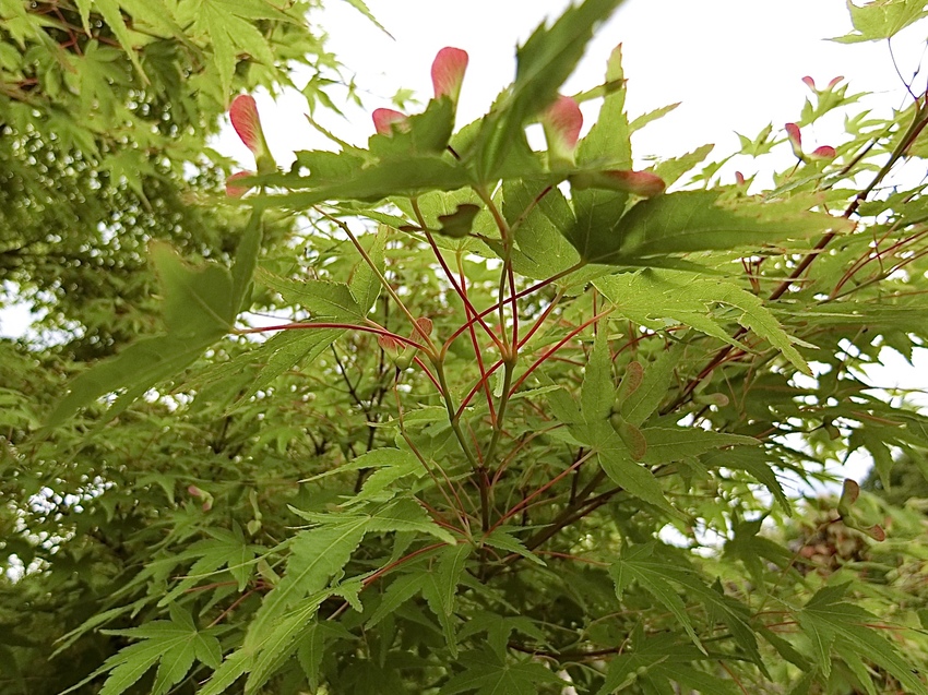 今回気になった赤い茎 それは美...
