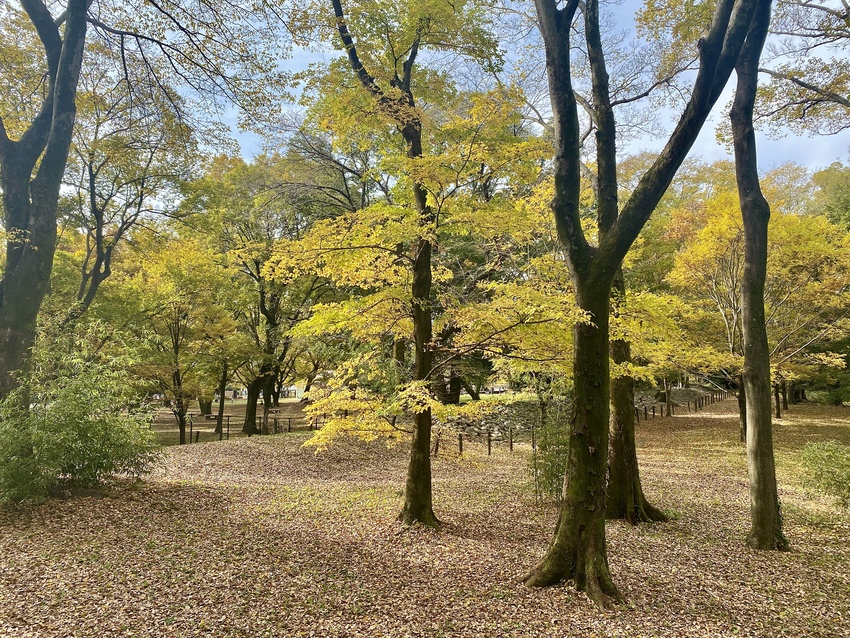 落ち葉を踏みしめて歩くって… ...