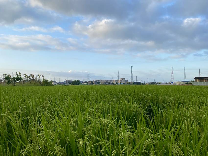 朝の田んぼはほんと気持ちがいい...