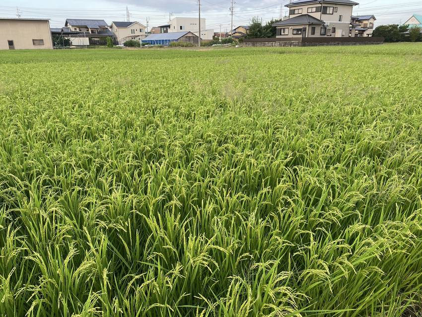 こうべを垂れる稲穂が立派ですね...