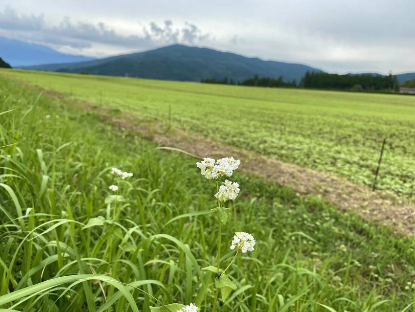 昨年はまだ咲いてなかったんだよ...