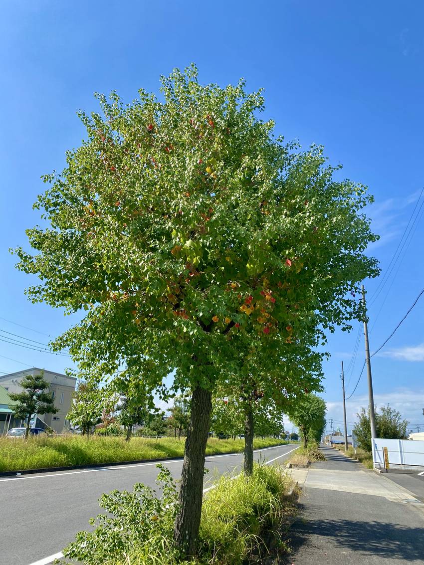 中の方から色づいてるね