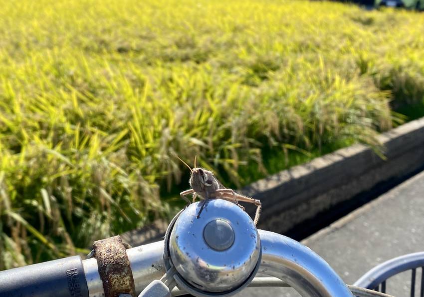 稲穂とはステキにマッチしてるけ...
