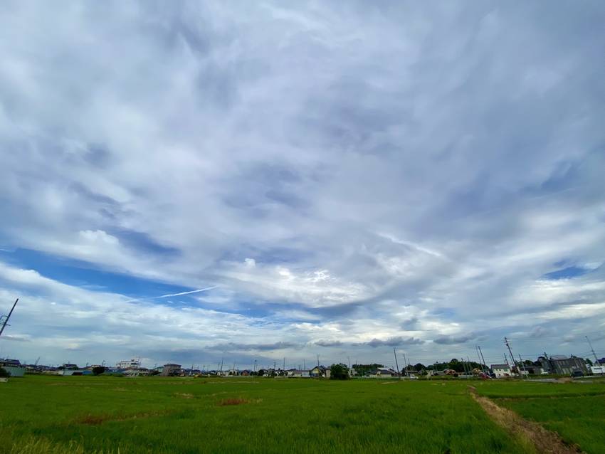青々とした水田と 真っ青な空 ...