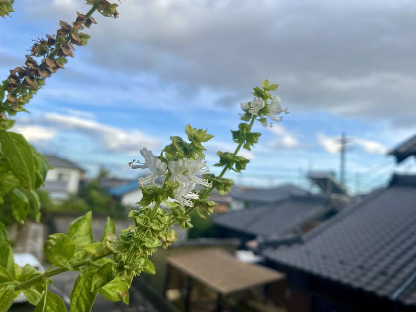 順番に咲いて枯れてくから ちょ...