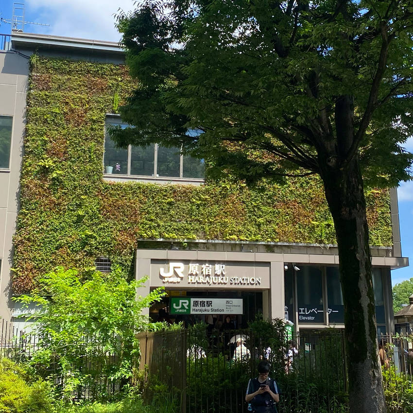 正面じゃないけど素敵なアイビー