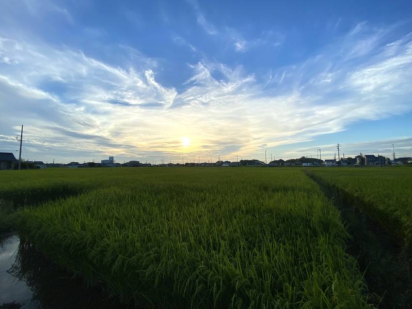朝の散歩