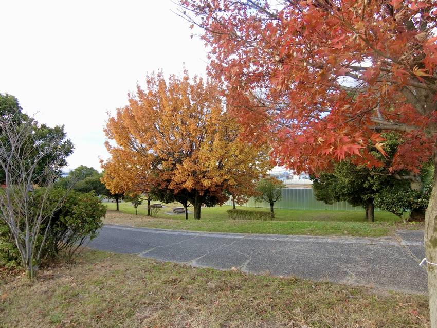 滑走路ぎわの公園の色付きが ま...