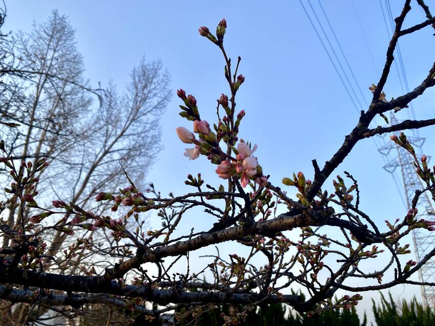 蕾は蕾でいいよねえ〜 何か芽吹...