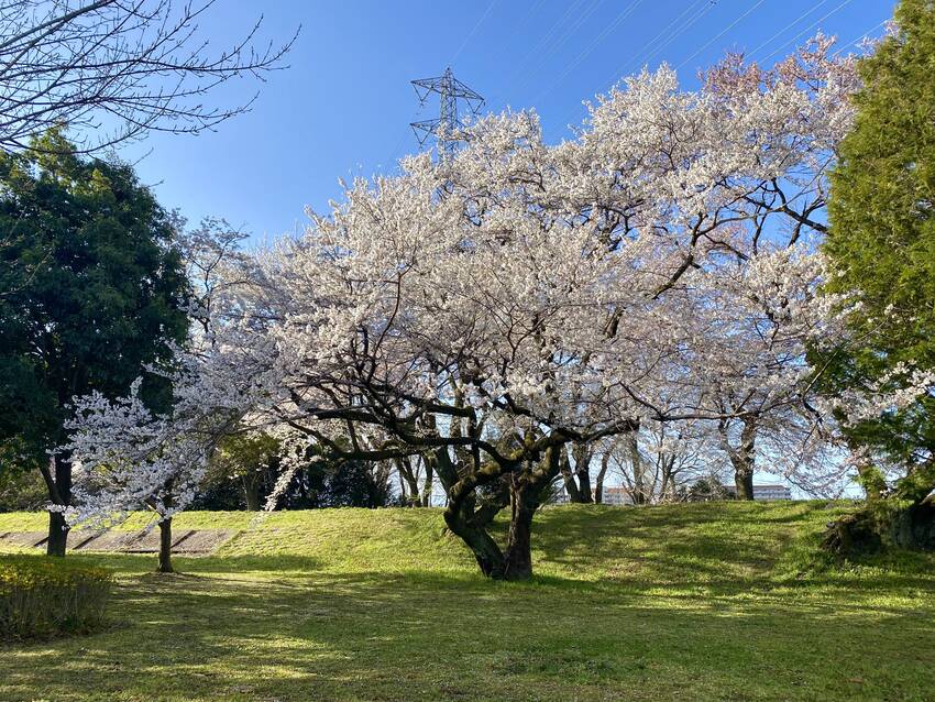 堤の際に悠々と花開く桜
