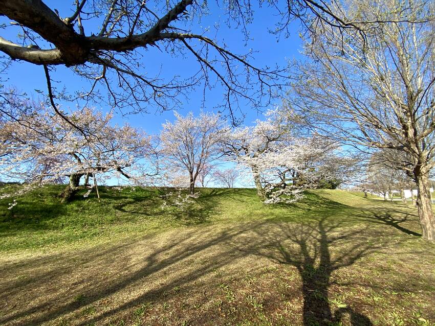 朝日の樹影gsまたハッとさせら...