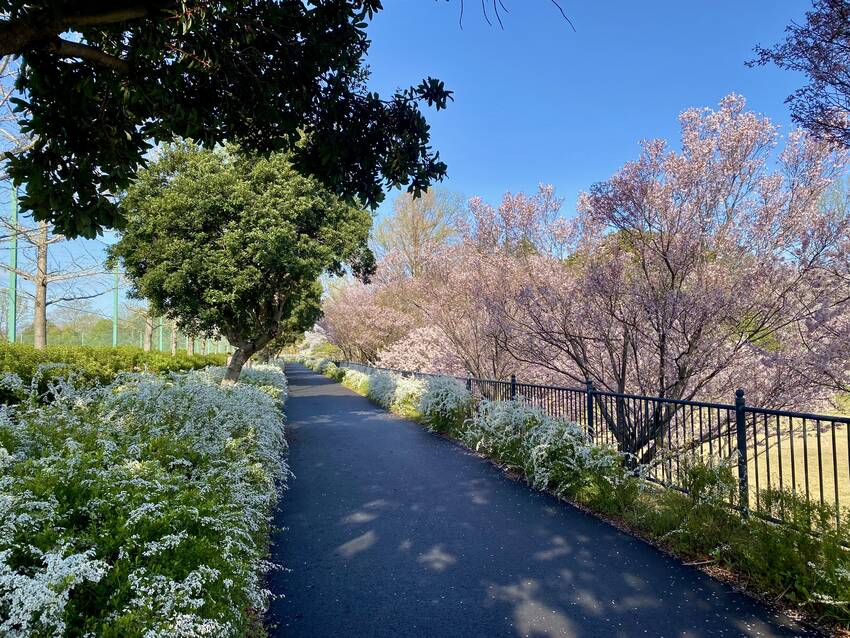 ユキヤナギが咲く乱れ 桜に負け...