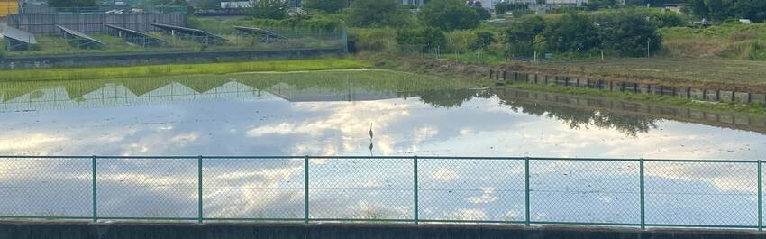 朝は水田も凪だな（笑）