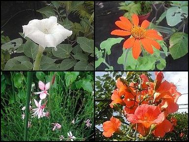庭の花々