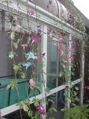 庭に咲かせました