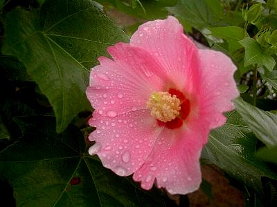 久しぶりの雨