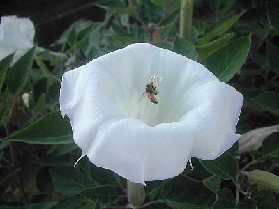 朝のウオーキングで-2
