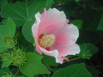 美しい花