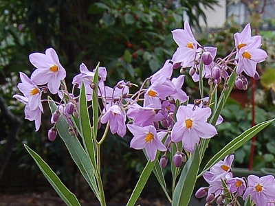 花に引かれて