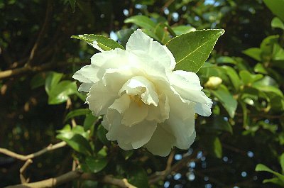 早くも咲き始めました
