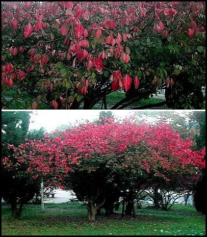 紅葉も様々