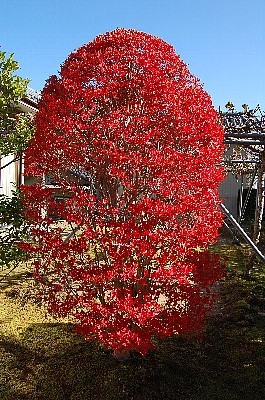 見事な紅葉