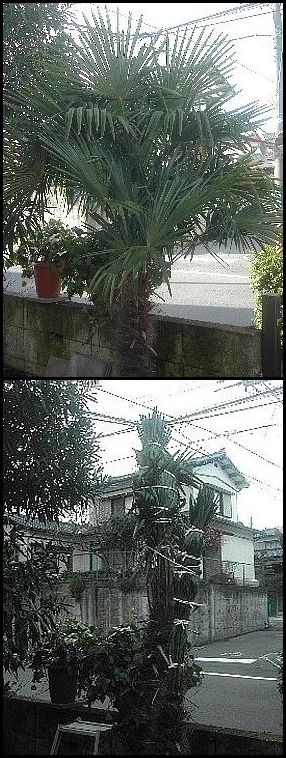 冬支度