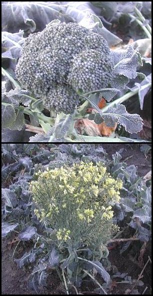 身近な野菜の姿