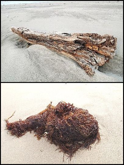 海からの贈り物-2