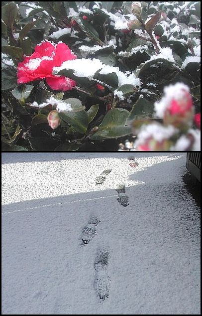 ほんのお印
